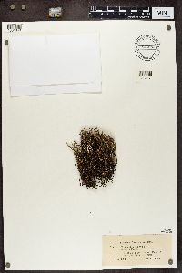 Cladonia gracilis image