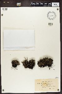 Cladonia phyllophora image