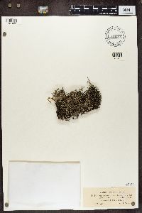 Cladonia portentosa image