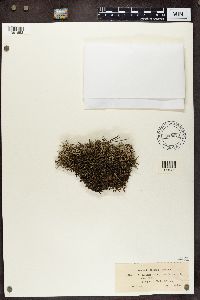 Cladonia portentosa image