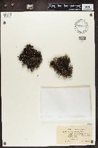 Cladonia rangiferina image