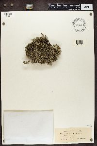 Cladina arbuscula subsp. mitis image