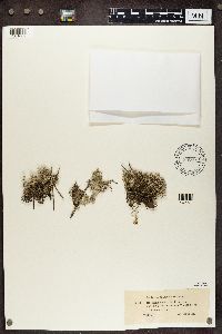 Cladina arbuscula subsp. mitis image