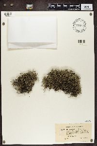 Cladina arbuscula subsp. mitis image
