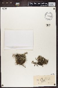 Cladina arbuscula subsp. mitis image