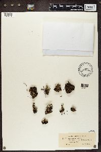 Cladonia verticillata image