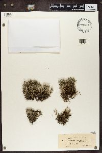 Cladonia portentosa image