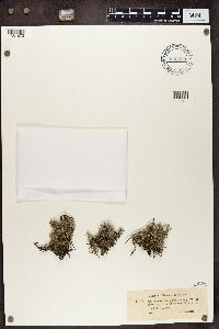 Cladonia portentosa image
