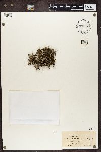 Cladonia portentosa image