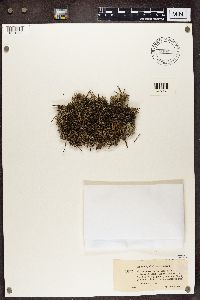 Cladonia portentosa image