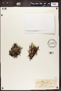 Cladonia uncialis image