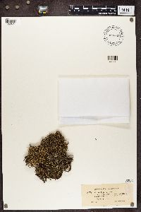 Cladonia uncialis image