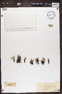 Cladonia phyllophora image