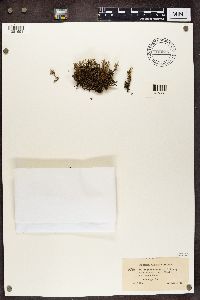 Cladonia phyllophora image