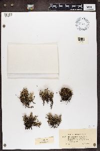 Cladonia phyllophora image