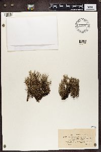 Cladonia squamosa image