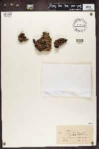 Cladonia digitata image