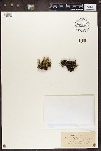 Cladonia fimbriata image