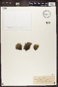 Cladonia portentosa image