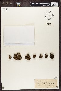 Cladonia caespiticia image