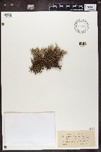 Cladonia portentosa image
