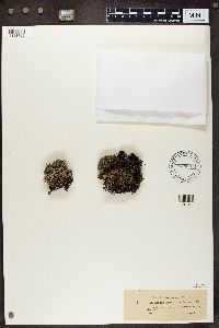 Cladonia portentosa image