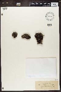 Cladonia portentosa image