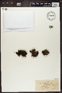 Cladonia crispata image