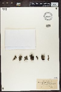 Cladonia pleurota image