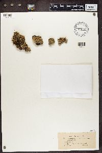 Cladonia ramulosa image