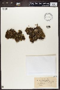 Cladonia squamosa image