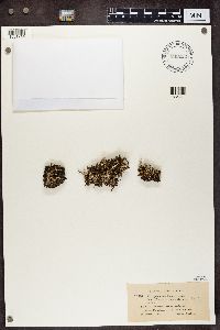 Cladonia squamosa image