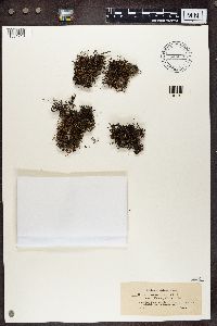 Cladonia furcata image