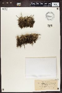 Cladonia portentosa image