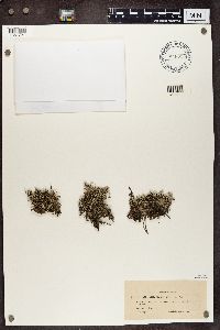 Cladina arbuscula subsp. mitis image