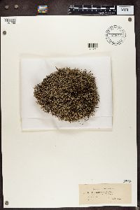 Cladonia rangiferina image