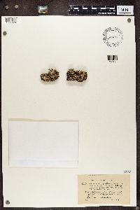 Cladonia symphycarpia image