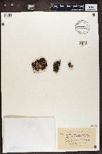 Cladonia verticillata image