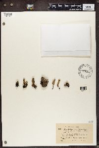 Cladonia verticillata image