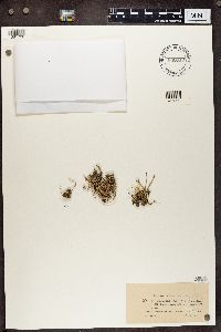 Cladonia nemoxyna image