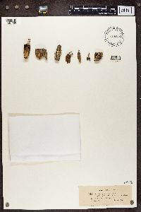 Cladonia botrytes image