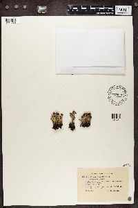 Cladonia coccifera image