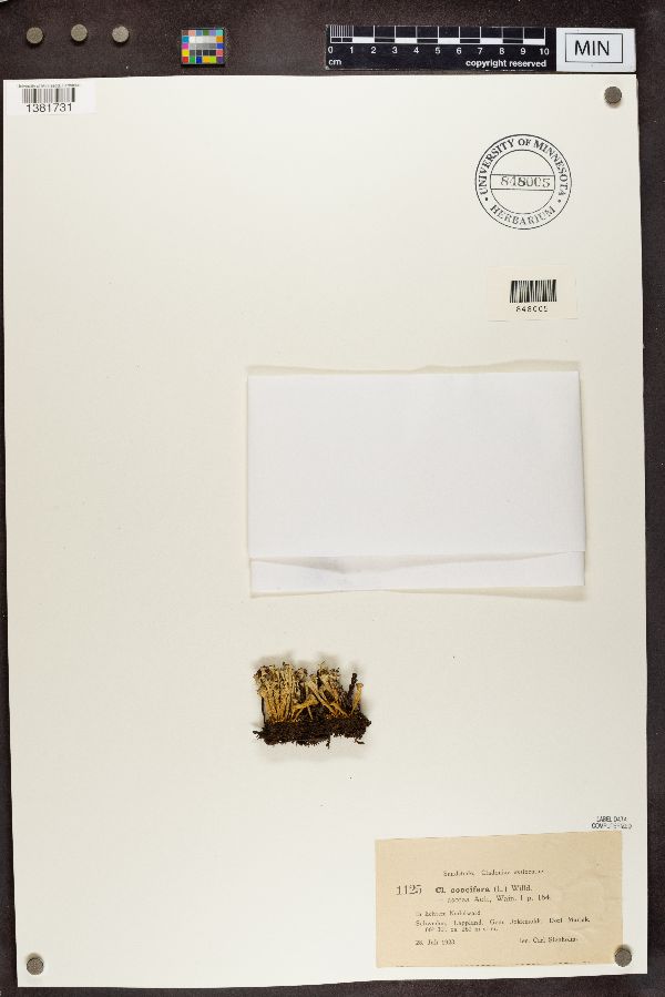 Cladonia coccifera image