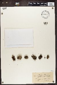 Cladonia acuminata image