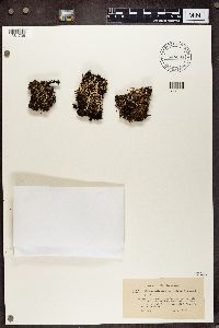 Cladonia decorticata image