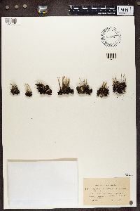 Cladonia decorticata image