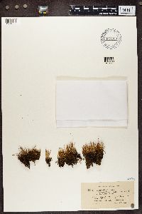 Cladonia gracilis f. elongata image