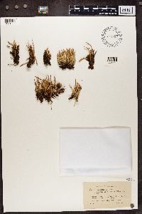 Cladonia gracilis f. elongata image