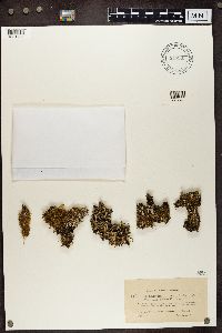 Cladonia fimbriata image