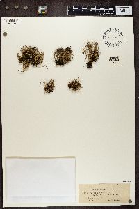 Cladonia furcata image